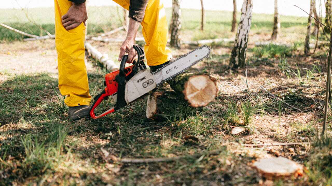 Dead Tree Removal in Mendota Heights, MN